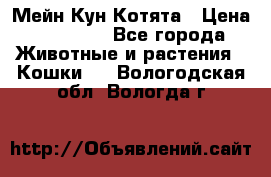 Мейн Кун Котята › Цена ­ 15 000 - Все города Животные и растения » Кошки   . Вологодская обл.,Вологда г.